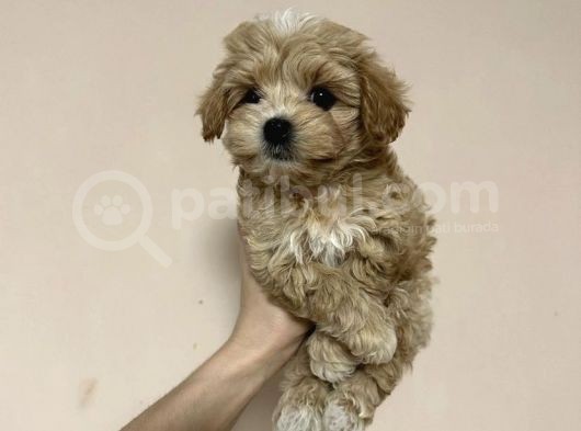 Safkan Tatli Malti̇poo Yavrulari görsel