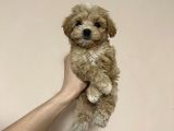 SAFKAN TATLI MALTİPOO YAVRULARI