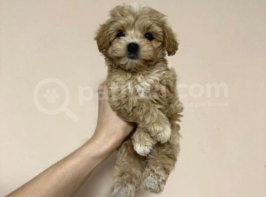 Safkan Tatli Malti̇poo Yavrulari