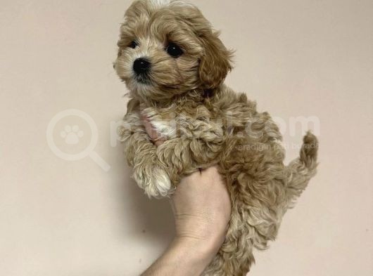 Safkan Tatli Malti̇poo Yavrulari görsel