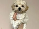AÇIK RENK MALTİPOO YAVRULARI