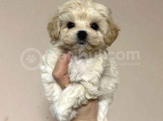 Açik Renk Malti̇poo Yavrulari