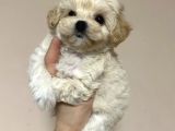 Açik Renk Malti̇poo Yavrulari