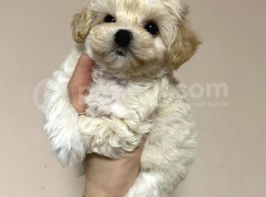 Açik Renk Malti̇poo Yavrulari görsel