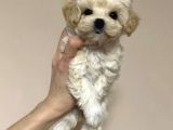 Açik Renk Malti̇poo Yavrulari