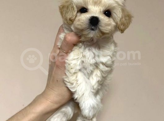 Açik Renk Malti̇poo Yavrulari görsel
