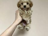DÜNYALAR TATLISI MALTİPOO YAVRULARI