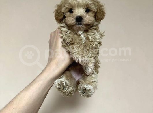 Dünyalar Tatlisi Malti̇poo Yavrulari