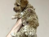 Dünyalar Tatlisi Malti̇poo Yavrulari