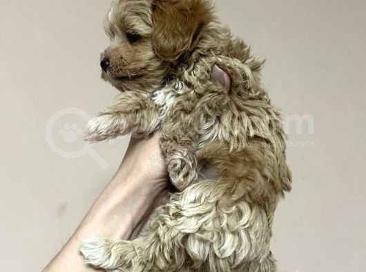 Dünyalar Tatlisi Malti̇poo Yavrulari görsel