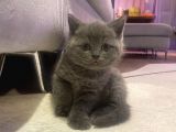 48 Günlük Safkan British Shorthair Yavrular
