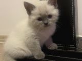 48 Günlük Safkan British Shorthair Yavrular