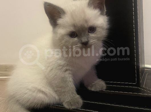 48 Günlük Safkan British Shorthair Yavrular görsel