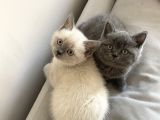 48 günlük Safkan British Shorthair Yavrular