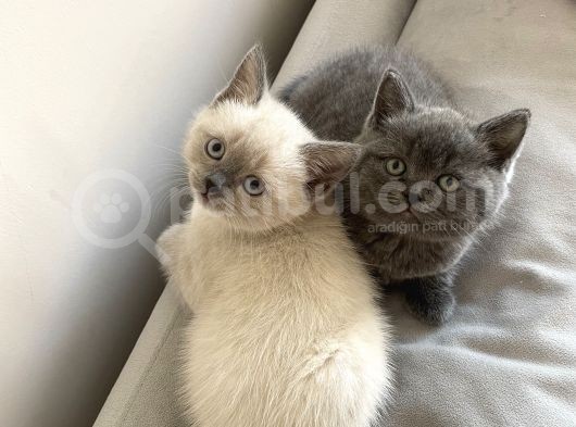 48 Günlük Safkan British Shorthair Yavrular