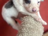 Border Collie Yavrularımız