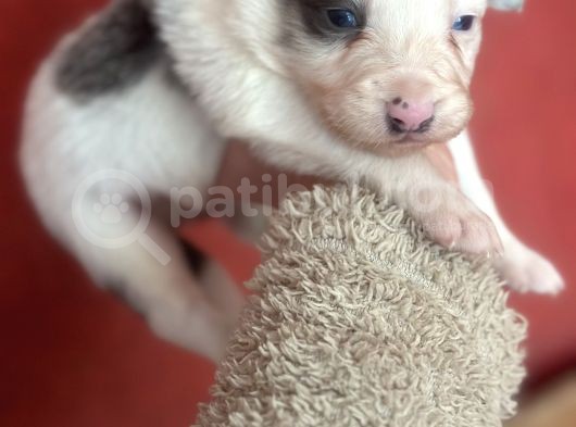 Border Collie Yavrularımız görsel