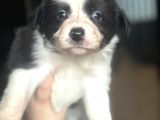 Border Collie Yavrularımız