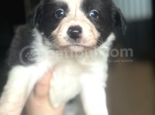 Border Collie Yavrularımız görsel