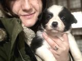 Border Collie Yavrularımız