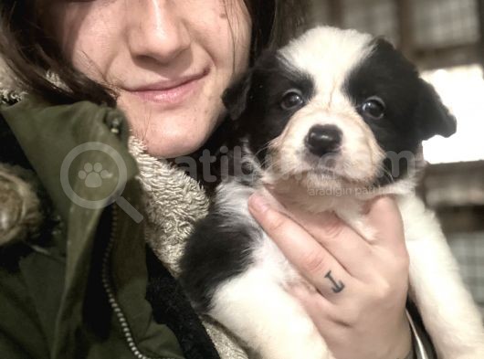 Border Collie Yavrularımız görsel