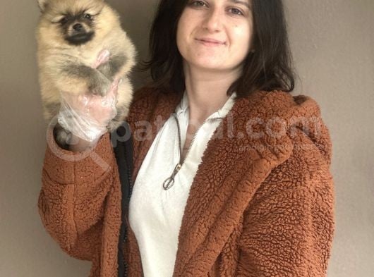 Pomeranian Boo Bebeklerimiz görsel