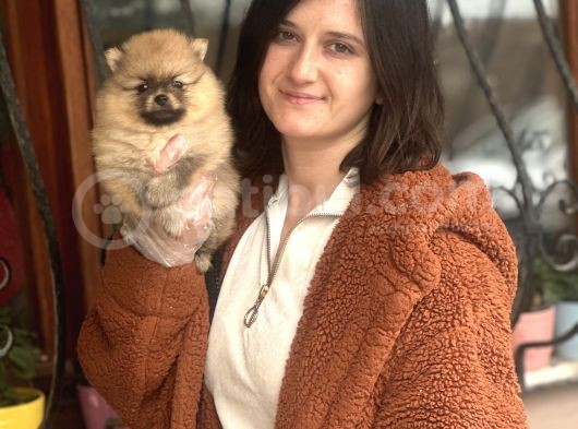 Pomeranian Boo Bebeklerimiz görsel