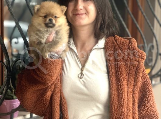 Pomeranian Boo Bebeklerimiz