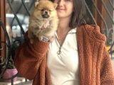 Pomeranian Boo Bebeklerimiz