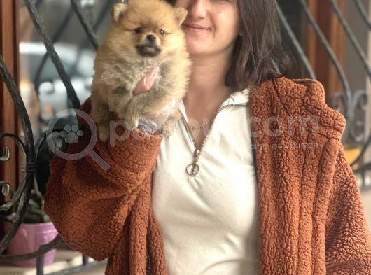 Pomeranian Boo Bebeklerimiz görsel