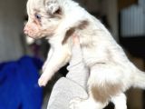 Border Collie Yavrularımız
