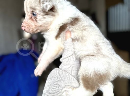 Border Collie Yavrularımız görsel
