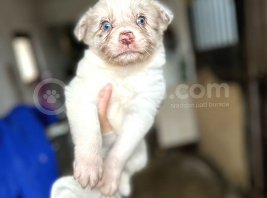 Border Collie Yavrularımız görsel