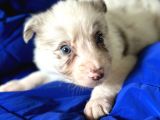 Border Collie Yavrularımız