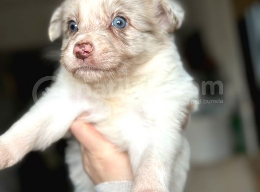 Border Collie Yavrularımız görsel