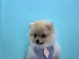 3 Aylik Erkek Pomerani̇an Boo Yavru