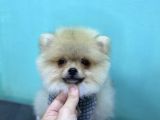 3 Aylik Erkek Pomerani̇an Boo Yavru