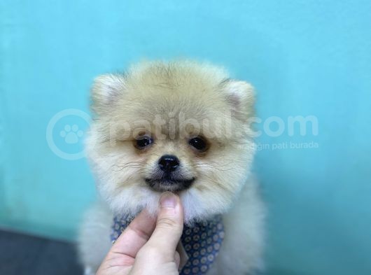 3 Aylik Erkek Pomerani̇an Boo Yavru görsel