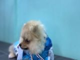 3 Aylik Erkek Pomerani̇an Boo Yavru