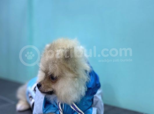 3 Aylik Erkek Pomerani̇an Boo Yavru görsel
