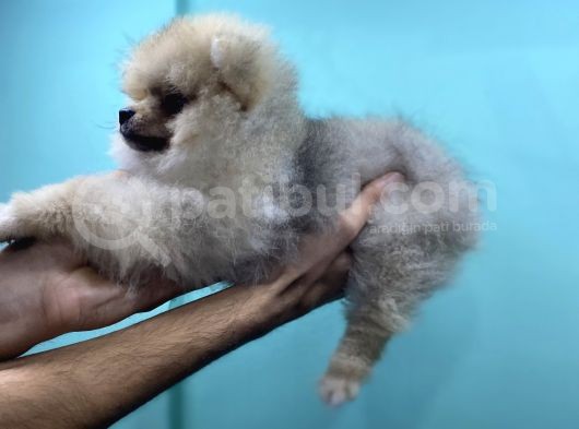 3 Aylik Erkek Pomerani̇an Boo Yavru görsel