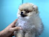 3 AYLIK ERKEK POMERANİAN BOO YAVRU
