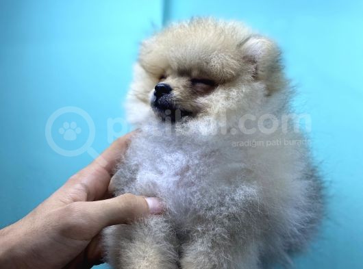 3 Aylik Erkek Pomerani̇an Boo Yavru