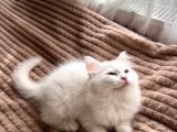 Beyaz British Shorthair
