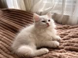 Beyaz British Shorthair