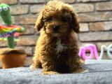MİNİ SURAT DİŞİ TOY POODLE