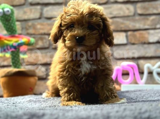 Mi̇ni̇ Surat Di̇şi̇ Toy Poodle