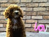 Bebek Surat Di̇şi̇ Toy Poodle