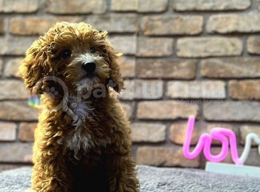 Bebek Surat Di̇şi̇ Toy Poodle görsel