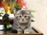 Ayi Surat Si̇lver Scotti̇sh Fold Güzelli̇ği̇m